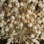 Allium atroviolaceum x Allium polyanthum Mbuma