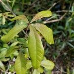 Quercus laurifolia Blad