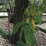 Quercus canariensis Blad