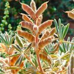 Lupinus digitatus Fruit