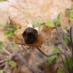 Cistus salviifolius Fruit