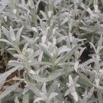 Cerastium tomentosum Hoja