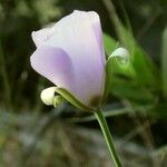 Calochortus splendens Flower