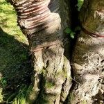 Prunus serrula Corteza