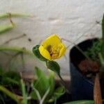 Cipura xanthomelas 花