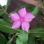 Vinca erecta