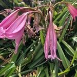 Crinum × powellii Flower