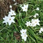 Ipheion uniflorum Flor