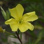 Oenothera elata Fiore