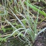 Plantago ovata Blad