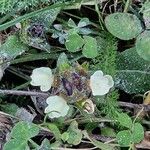 Prunella laciniata Fula