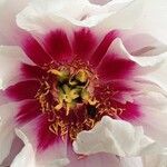 Paeonia rockii Flower