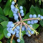 Berberis aquifolium Fruto