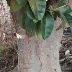Ficus elastica Écorce