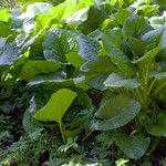 Cardiocrinum giganteum Hoja