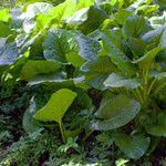 Cardiocrinum giganteum Blatt