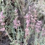 Teucrium marum 花