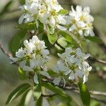 Amelanchier stolonifera Flor