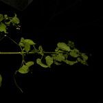 Cydista heterophylla Хабит