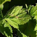 Geum macrophyllum ഇല