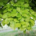 Quercus bicolor Hoja