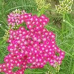 Achillea distans 花