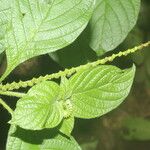 Heliotropium angiospermum Leaf