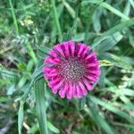 Trifolium alpestreBlomma