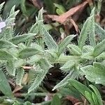 Verbena bracteata Blatt