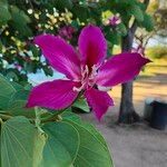 Bauhinia purpurea Kwiat