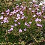 Dianthus subacaulis Habitus