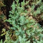 Juniperus squamata Fuelha