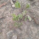 Crotalaria pallida Ліст