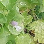 Moluccella laevis Blomma