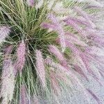 Pennisetum setaceum Blomma