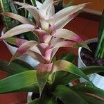 Guzmania monostachia Kvet