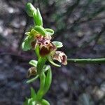 Ophrys umbilicata Fiore