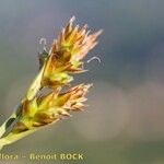 Carex brevicollis ফল