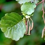 Alnus glutinosa Fuelha