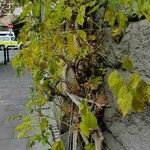 Wisteria sinensis Feuille