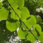 Cercidiphyllum japonicum Blatt