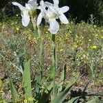 Iris albicans عادت داشتن