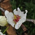 Pyrus calleryana Blomst