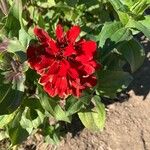 Zinnia elegansЦвят