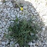 Diplotaxis tenuifolia Habit