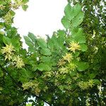 Carpinus betulus果實