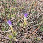 Barleria delamerei 形態