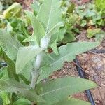 Salvia canariensis ഇല