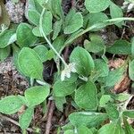 Antennaria parlinii 葉