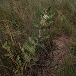 Asclepias arenaria Habit